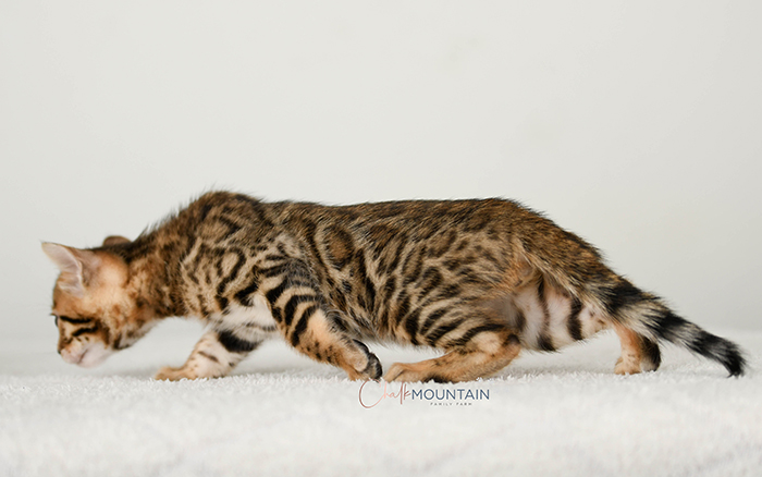 Bengal kitten for sale